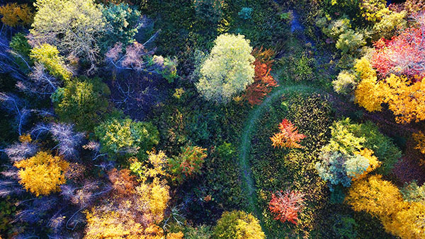 Aerial overhead view of a Trail through a colorful meadow in Tarrytown, New York.