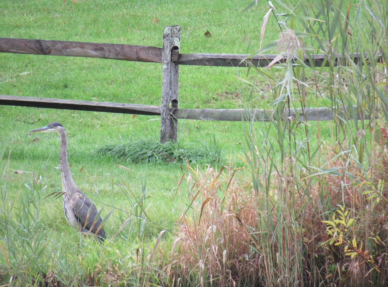 For The Birds! – Checklist and Guided Tour